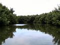 25 - Mangrove 085